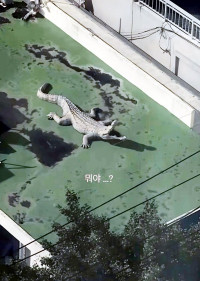 ‘박성광♥’ 이솔이, 창밖으로 본 충격 광경..옥상서 ‘거대 악어’ 포착